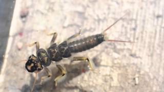 Stonefly Short Sample For Blog