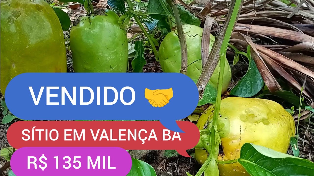 SÍTIO EM VALENÇA BA COM 1.5 HECTARES  CÓDIGO 0208 ZAP 73981663547
