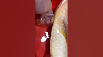 Ký sinh trùng trên cá Rồng, trùng mỏ neo | Justin T