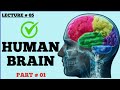 HUMAN BRAIN (part # 01) || CLASS 12 || BS BIO STUDIO