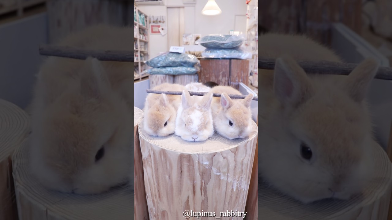 ファンタジーすぎる…りんごの枝でうさぎさん召喚🐇✨ - YouTube