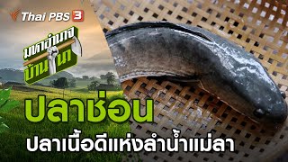 ปลาช่อน ปลาเนื้อดีแห่งลำน้ำแม่ลา : มหาอำนาจบ้านนา (23 พ.ค. 64)