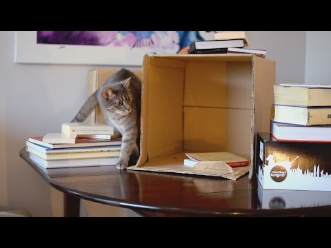 Vidéo: Déménager Avec Un Chat
