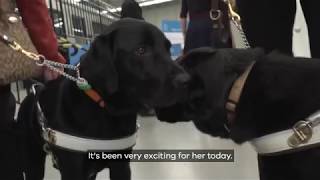 Guide dogs test Victorias bigger, better train