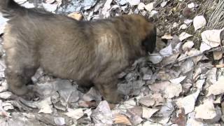 Leonberger Puppies 5 1/2 wks old