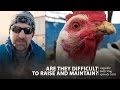 Learn About Raising Chickens For Eggs