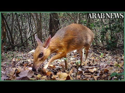 Rare deer-like species rediscovered after nearly 30 years