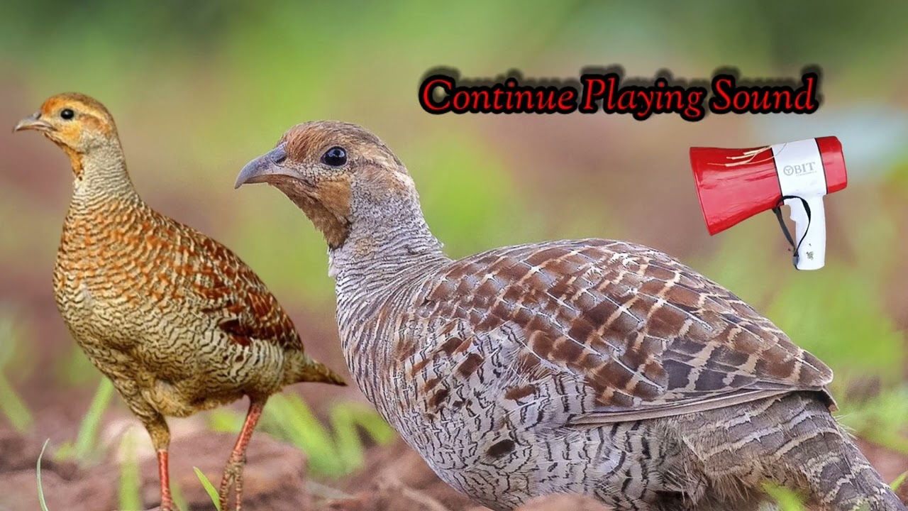 Grey francolin Birds Hunting Sound  100 Warking  kamuju Sound  Teetar hunting Sound