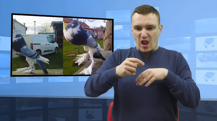 • Niezwykły gołąb z wielkimi stopami :) (Tłumaczenie na Język Migowy - PJM)