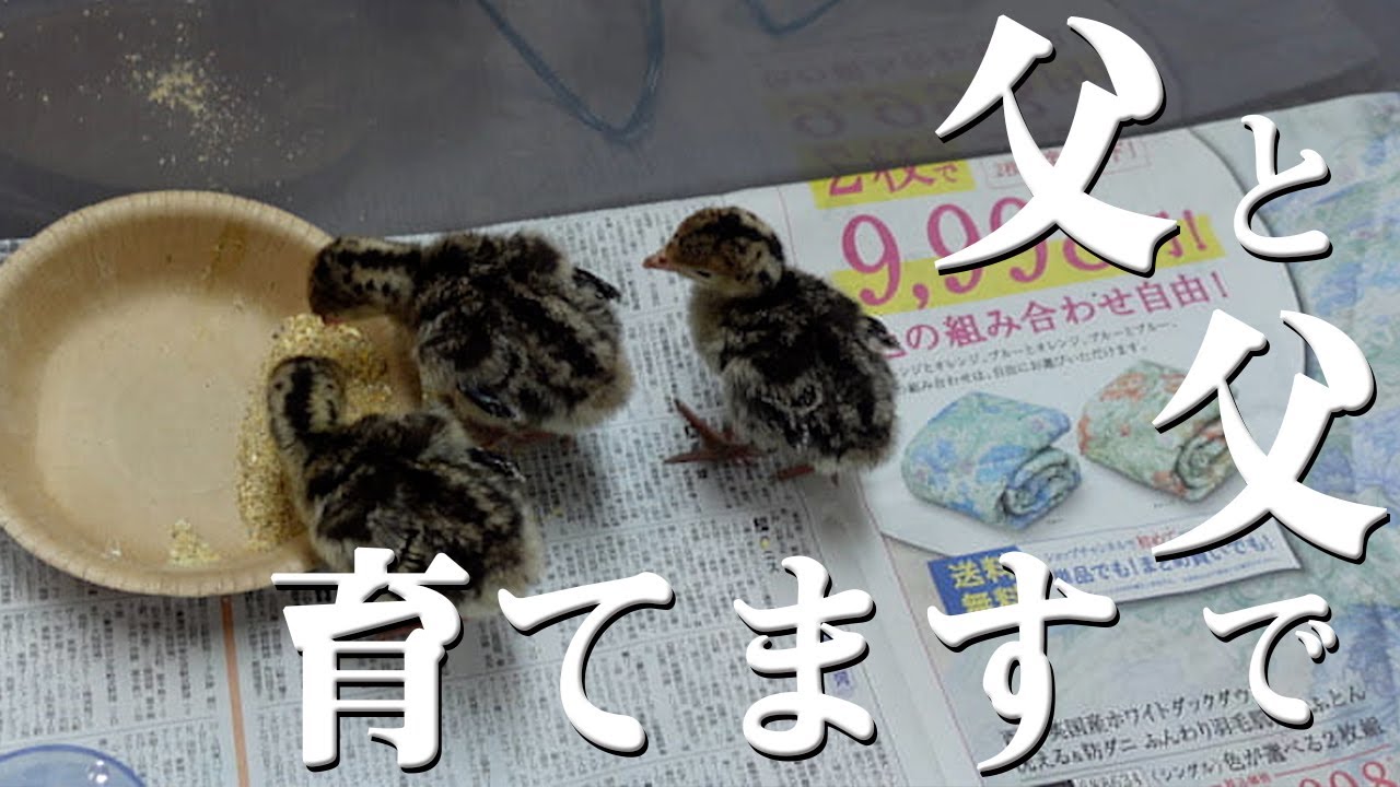 いざ飼育開始 お笑いコンビ シエスタ が立派な七面鳥に育てます Youtube
