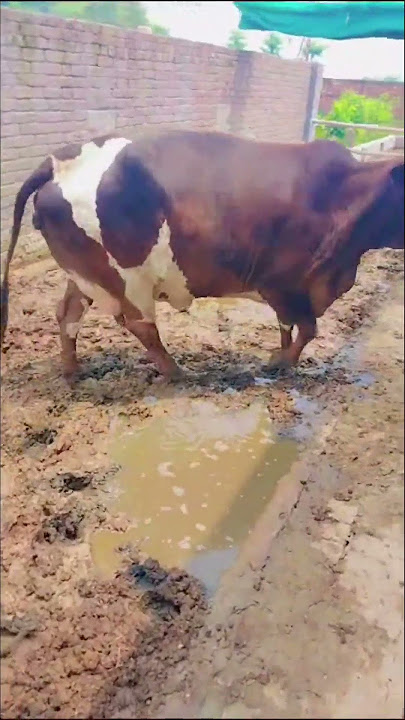 Cow Farm Piplan | Cow For Sale | Sasta Cow Farm | Piplan Diary Farming. #short  #cowvideos