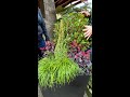 Wild and Refined: Winter Container Idea