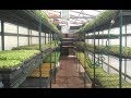 Microgreen Economics - Building and Maintaining a Profitable Business