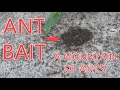 Check Out How Much Ants Are Attracted To Our Ant Bait - Tips On How To Effectively Use It