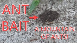 Check Out How Much Ants Are Attracted To Our Ant Bait - Tips On How To Effectively Use It
