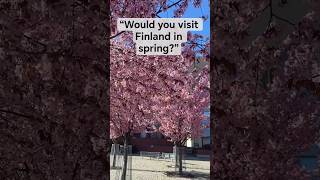 Vantaa Cherry Blossom 🌸 | Martinlaakso Sakura Finland 2026 | Spring in Finland K #shortvideo