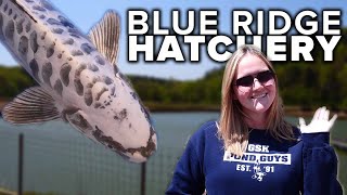 Inside America's Largest Koi Fish Hatchery