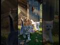 THE FIRST STEP! | Stray Cat Survival (Episode 6)