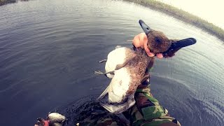 Видео: Охота на утку в старом заветном месте. Первая северная утка. Иж-43. МР-153.