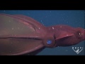 The Vampire Squid - an ancient species faces new dangers in the deep