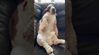 Chill Basset Hound  Northern Basset #bassethound #basset #dog