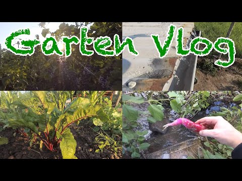 Video: Rettichbündel - Rettich, Rettich, Gemüsegarten