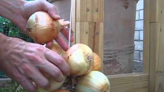 Gardening: 1015 Onion Planting, Harvest & Stringing