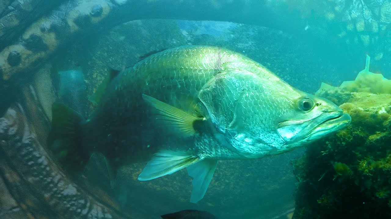 Единственная причина отправиться в страну крокодилов