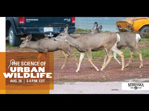 Video: Urban Wildlife - Lăcustele Urbane își Scot Vocile Pentru A Fi Auzite Peste Din