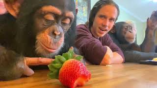 Chimp dinner live during Super Bowl halftime show!