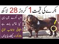 Most Expensive Goat  || Bakra Eid 2019 || Informative Video