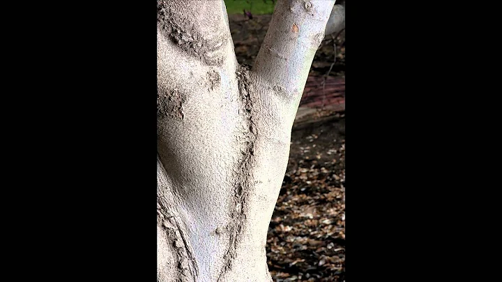 Virile Fissure - by Kris Kelley