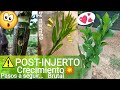 Fase Post-Injerto en cítricos🍊Naranjo y Limonero🍋Desarrollo exitoso de yemas e injertos by mixim89