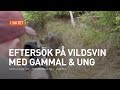 Eftersök på vildsvin med gammal & ung