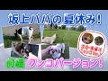 ワンコがスプリンクラーで遊ぶとこうなります!坂上パパが夏休みでワンコ兄弟は大はしゃぎ!【坂上家の夏休み・前篇】