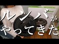 【ルンバe5購入レビュー】働き者がやってきた。　/月収10万円女子/一人暮らしOL/VLOG/お掃除ロボット/