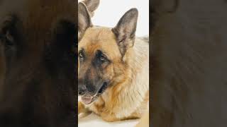 Why Small Dogs Are So Extra Nippy Behavior Explained