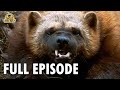 Wild America (1984) | S9 E10 'Wolverine Country' | Full Episode | FANGS