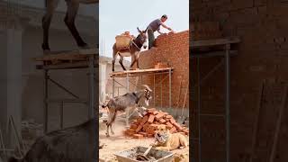 Men at work 🤣🤣 #funny #comedy #viral  #entertainment #shortvideo