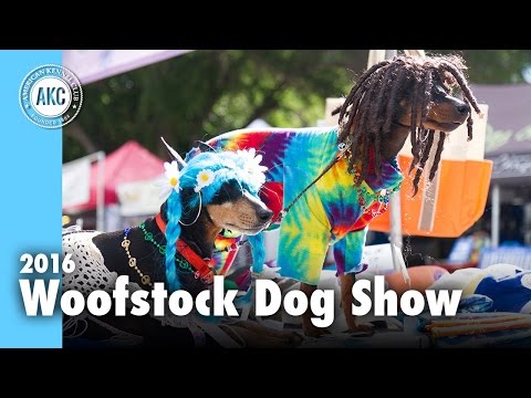 Video: Woofstock Festival for hunde-den største udendørs hundefest i Nordamerika