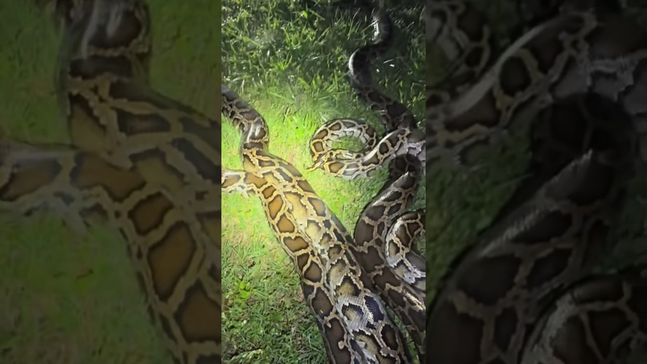 Looking for a 20 foot python in the Everglades! #crazy#snake#alligator#crocodile#wildlife#animals