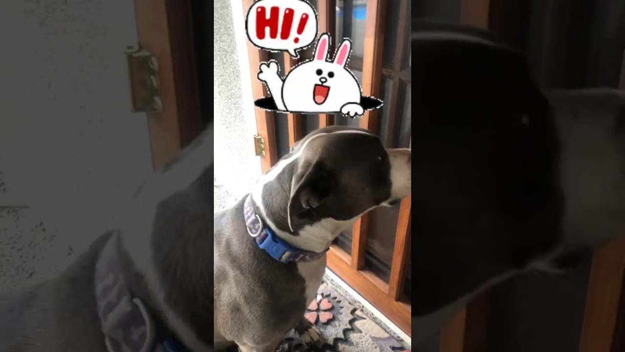 MAY WORD OF THE MONTH~ ANIMAL