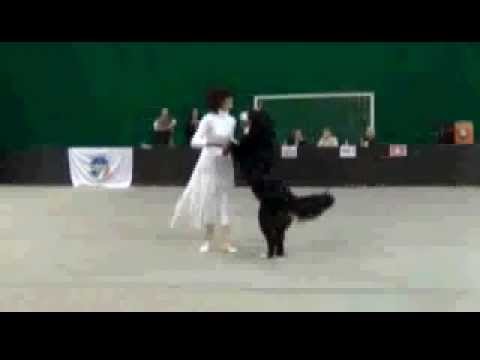 Dog Dance - Dog Training : Cora classe fun open 5-...