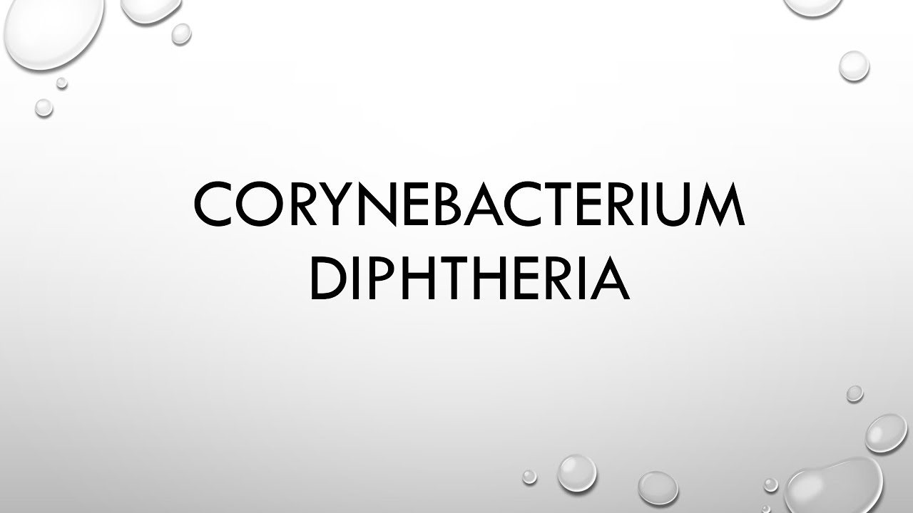 Microbiology  corynebacterium diphtheria