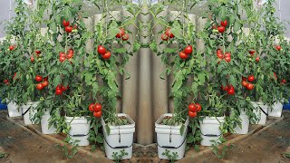 No need to fertilize - Growing tomatoes at home like this grows quickly and has many fruits