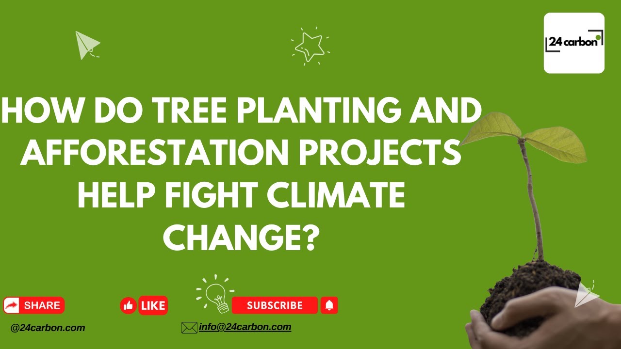 How Do Tree Planting and Afforestation Projects Help Fight Climate ...