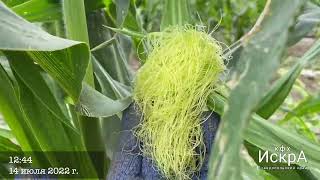 Сладкая кукуруза Роузи биколорная (Вильморин)
