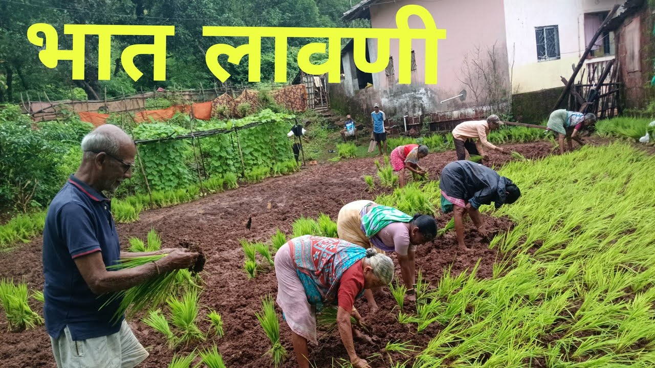 आमच्या शेतातील भात लावणी #कोंकण#शेती#म्हसळा#रायगड