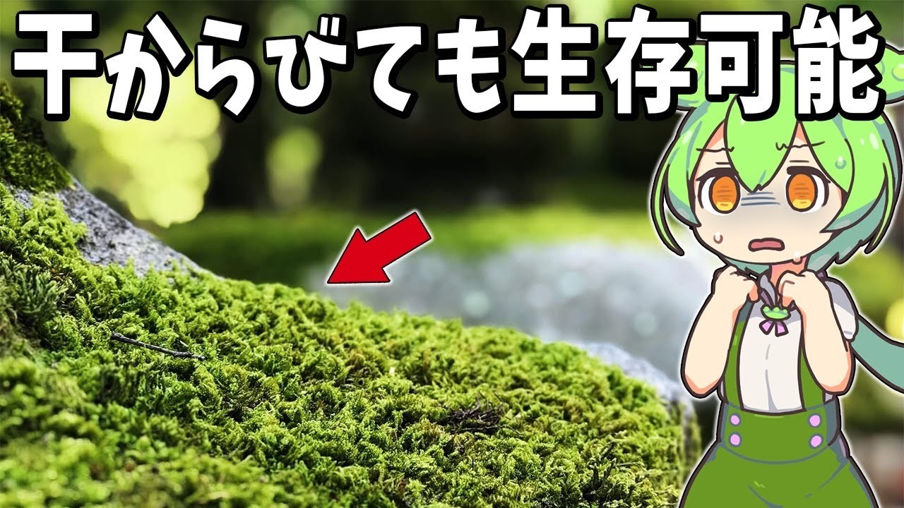 生物の7選！乾燥にも酸性にも強いコケの驚くべき適応能力【総集編】