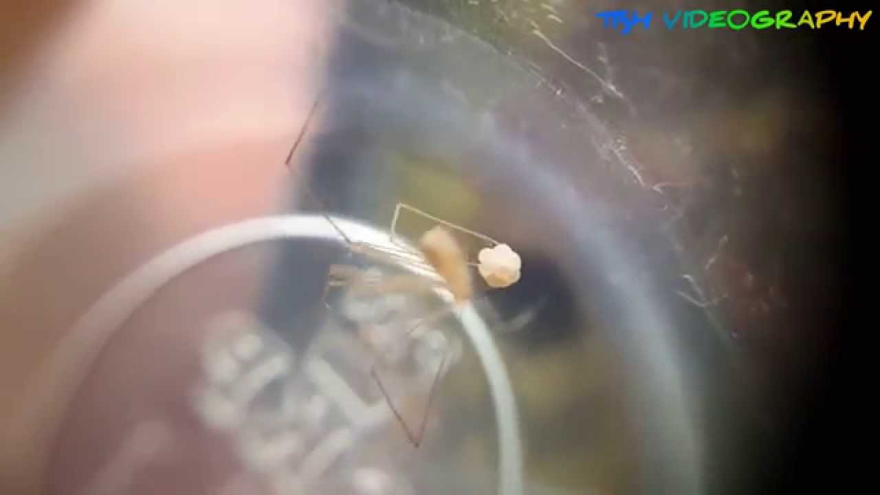 Pholcus phalangioides Daddy's long legs Spider with eggs YouTube